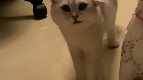 287_It looks like she's wearing a beret.🥰 #catslovers #cutecat #