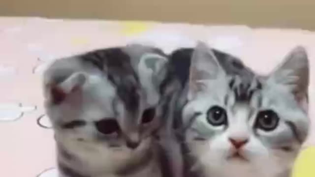 Does your cat know music?
