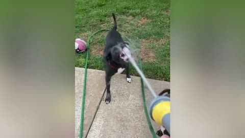 Best Funny Animal Videos 46