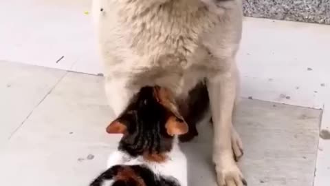 Funny video | try to laugh | cat Video | dog video | animals video | cat and dog funny video