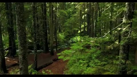Relaxing Music | Sleeping, Meditation, Stress Relief | [7899] ⭐️