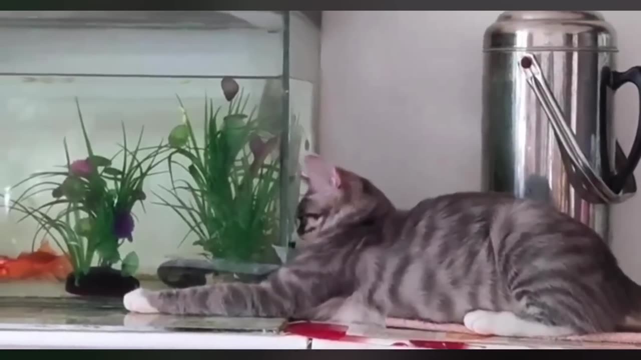 Silliest CATS on Earth 😂 Funny Cats Videos 2024