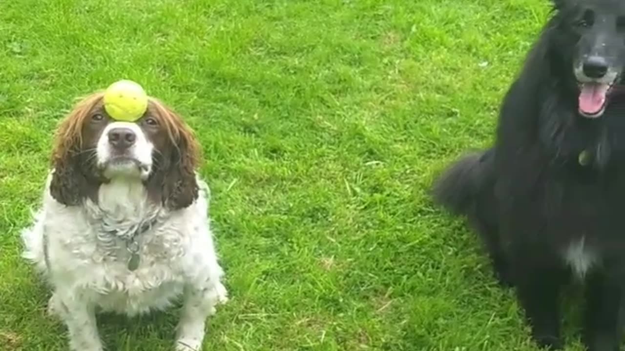 Dog Balancing Ball on Nose Throws it to Other Dog