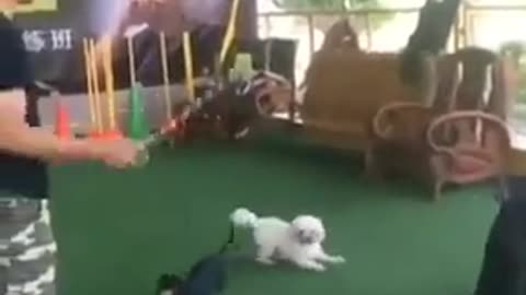 Cute Little Skilled Puppies #shorts #viral #shortsvideo #video