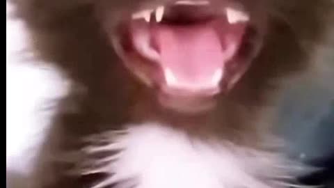 Goat Vs Cat funny