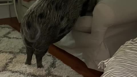 Piggy Jumps Up on Couch for Cuddles