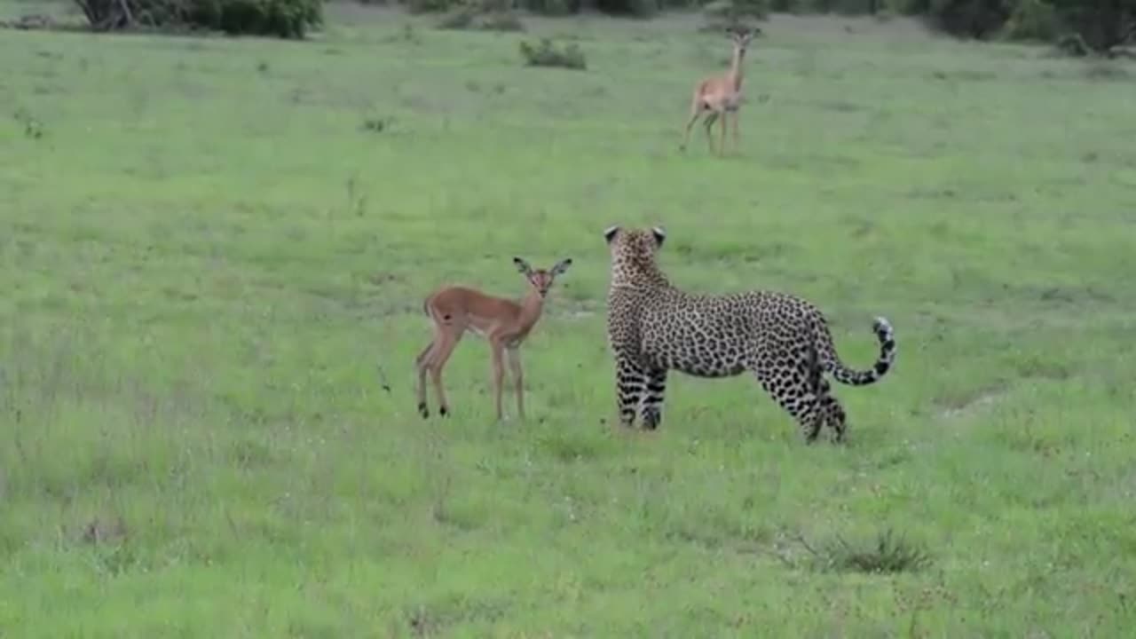 Leopard's Behaviour After Catching an Impala