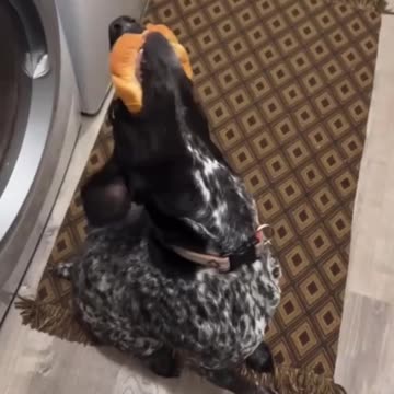 An error occurred 🤣