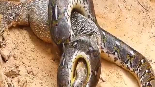 Snacks Attached Nevla full fight video