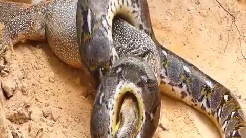 Snacks Attached Nevla full fight video