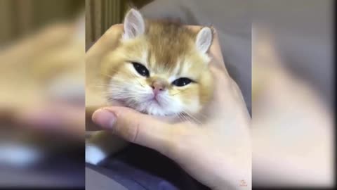 Baby Cats - Cute and Funny Cat Videos Compilation #8 | Aww Animals