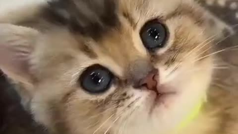 I have never seen such beautiful kittens#198 #shorts
