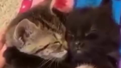 Cute Cat Compilation | Funny Pet Videos 😽| Funny Baby Cat Videos 😈| Adorable Pets Videos |#shorts