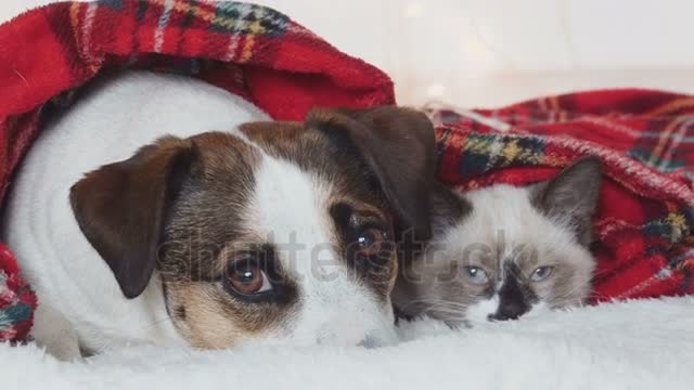 Merry christmas puppie dog fun cat and dog light pretty