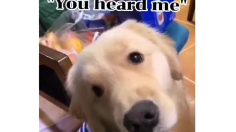 Golden retriever ❤️
