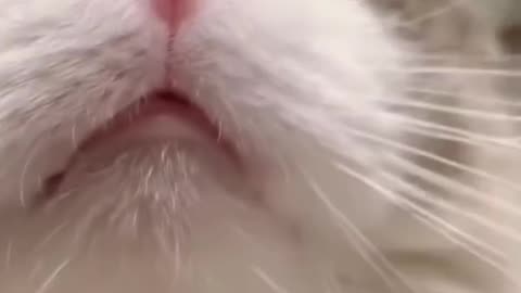 Aww Cute Cats Videos #catmeow Funny Animals Compilation😹 Try Not To Laugh Challenge MV30 #shorts