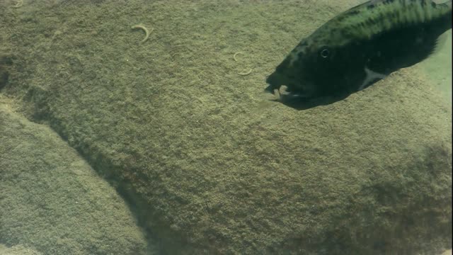 Fish mouth brooding