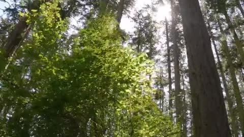 Is this what they call “Forest bathing”