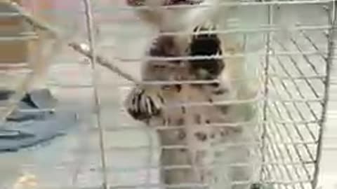 💔😽🐣Funny Videos Compilation 🐺