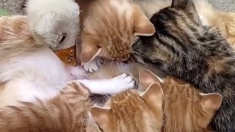 🦢🐈🦢🐱lol whats going on🤣🤣🤣