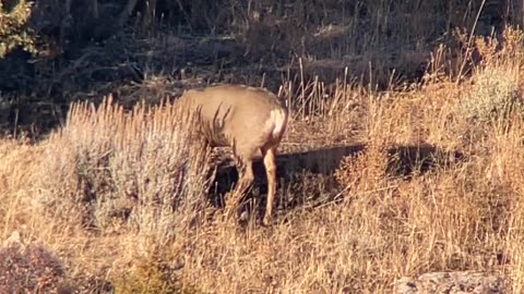Last day of the Colorado third season, and a big buck shows up....