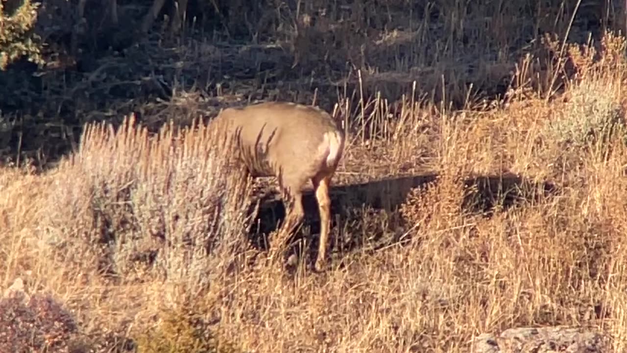 Last day of the Colorado third season, and a big buck shows up....