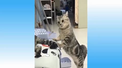 Cat fun