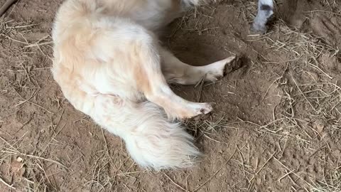 Donkey Cuddles With Golden Retriever