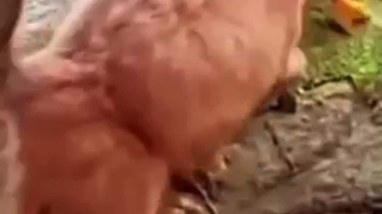 Small pupy play with duck