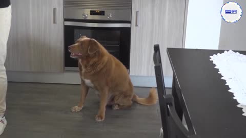 Bobi, world's oldest dog, celebrates 31st birthday with world record