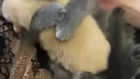 cute kitten huges puppy