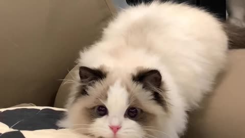 How to get a beautiful cat