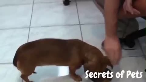 how to anger your dog by puppy bite 1