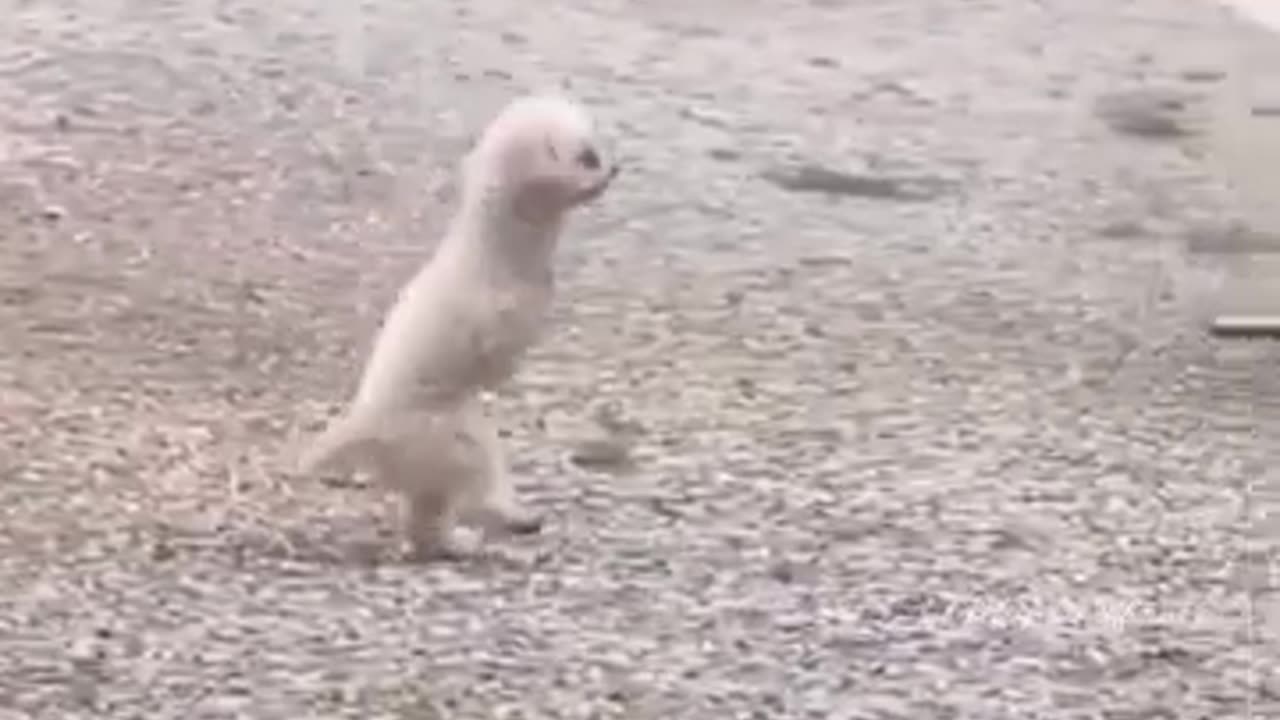 Innocent Two Legged Puppy #shorts #viral #shortsvideo #video