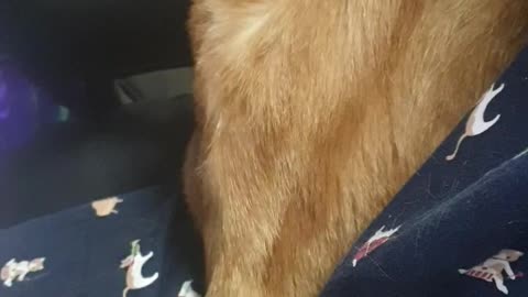A video of me hitting a cat's butt