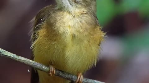 New bird ever seen