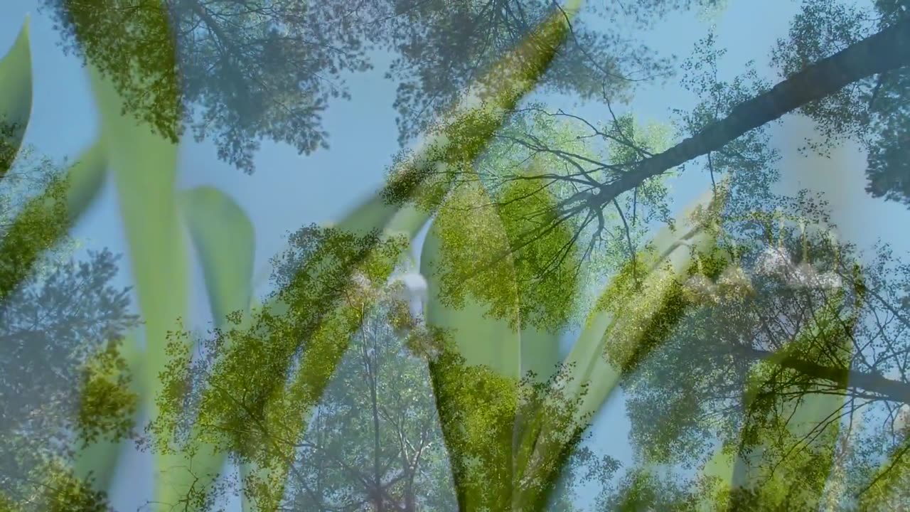 Calm Music for Meditation, Healing Therapy, Sleep, Spa, Yoga