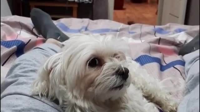 the dog got angry when they wanted to kick him out