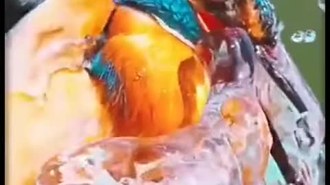 A specialist fishing bird born to hunt in the waters