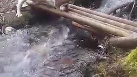 It's Not Easy Crossing This Massive River