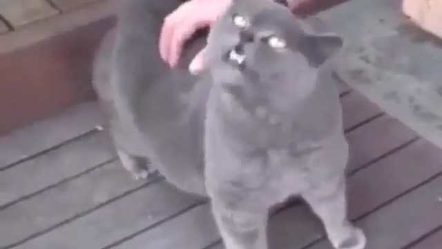 Cat 😺😺😺 cat funny video 🤣😂😂😂🤣