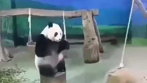 🐼 Funny | Panda Bro In Action | FunFM