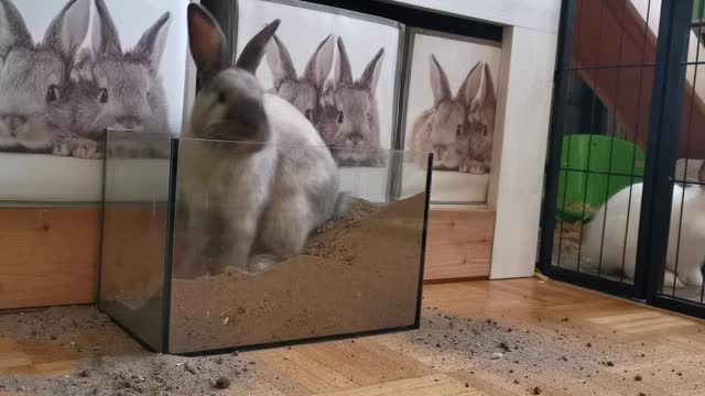 Brown cute rabbit in tank funny video