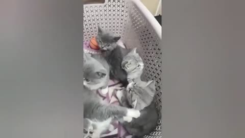 HOUR FUNNY CATS COMPILATION 2022😂_ Funny and Cute Cat Videos😸 ! - 100