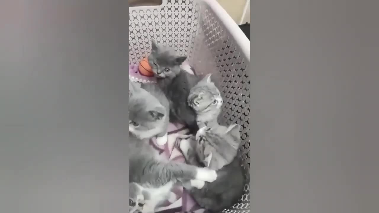 HOUR FUNNY CATS COMPILATION 2022😂_ Funny and Cute Cat Videos😸 ! - 100