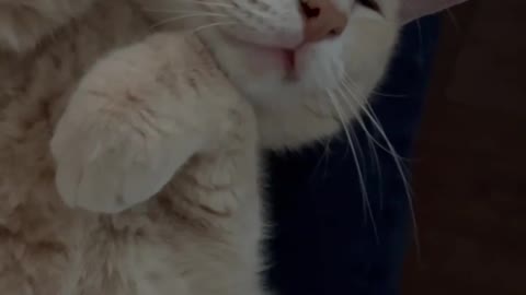 Cat was sleeping is so cute. 🥰🐱