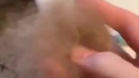 Dog hair like Donald Trump