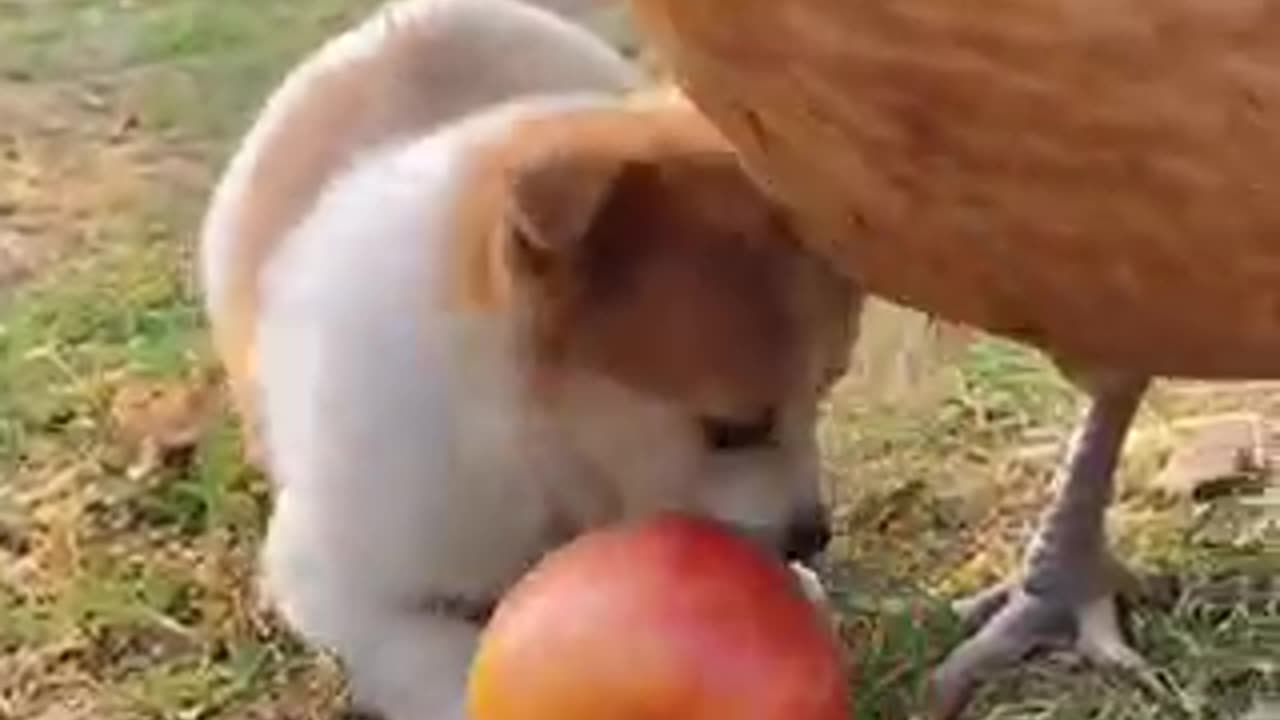 Rabbit and dog eating 🍎
