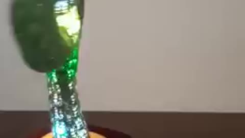 Cacuts Dancante Repete O Que fala - Talginking Cactus