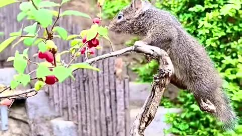 Animal # Squirrel is eating fruit